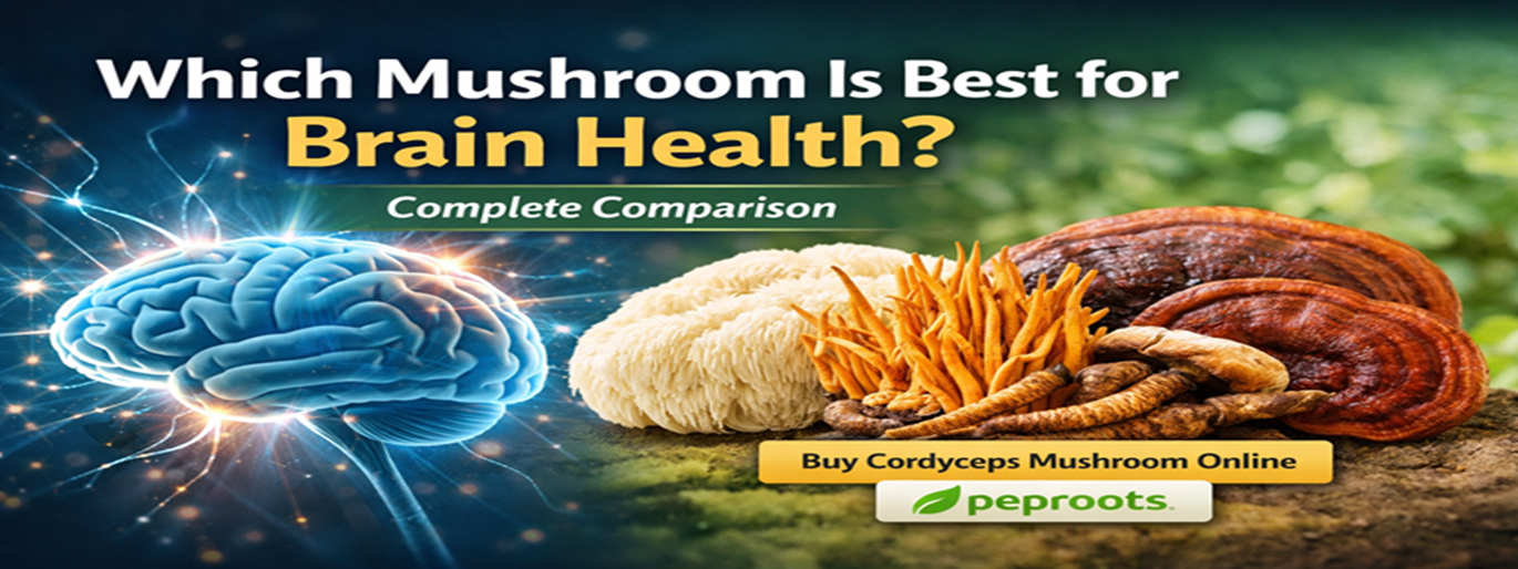 Which Mushroom Is Best for Brain Health? Complete Comparison