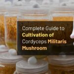 Complete Guide to Cultivation of Cordyceps Militaris Mushroom