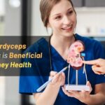 How Cordyceps Militaris is Beneficial for Kidney Health