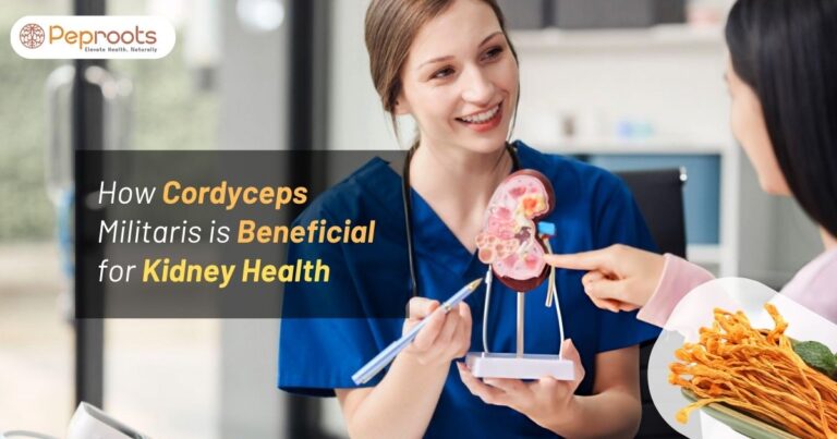 How Cordyceps Militaris is Beneficial for Kidney Health