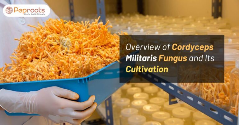 Overview of Cordyceps Militaris Fungus and Its Cultivation