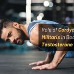 Role of Cordyceps Militaris in Boosting Testosterone