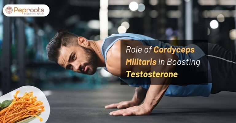 Role of Cordyceps Militaris in Boosting Testosterone