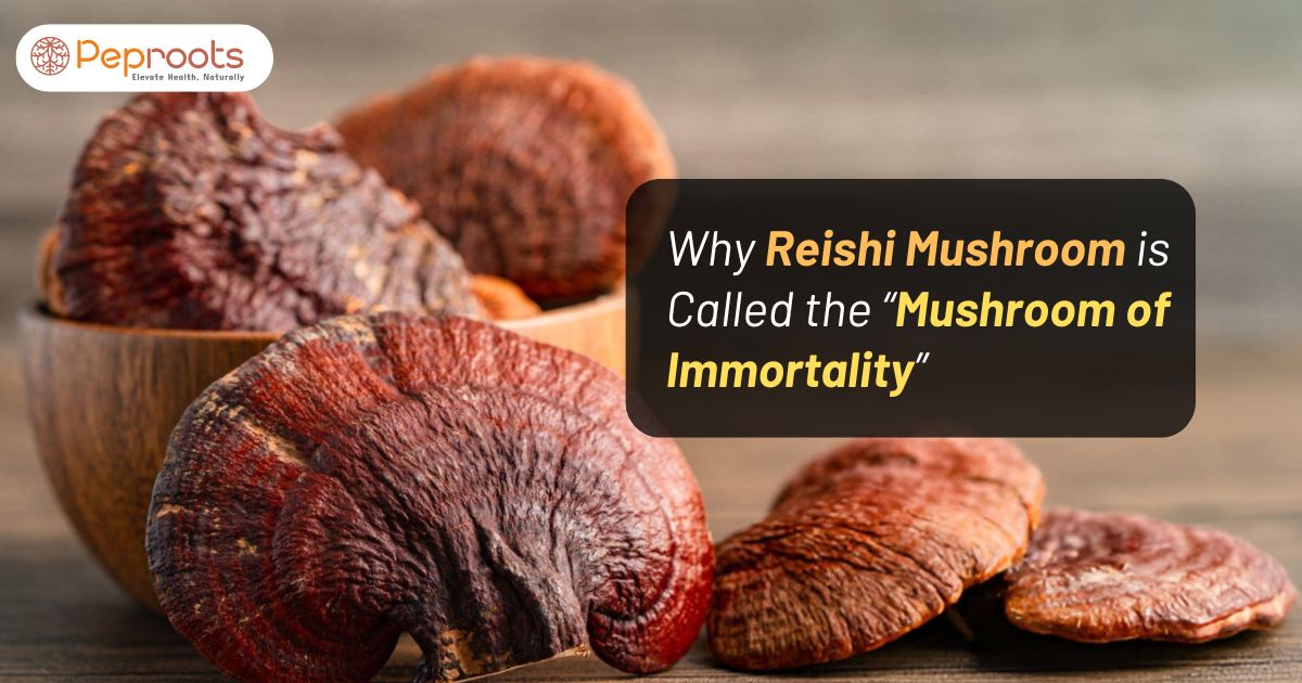 Why Reishi Mushroom is Called the “Mushroom of Immortality”