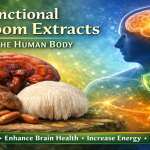 How Functional Mushroom Extracts Work in the Body