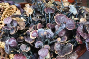 Reishi Mushroom Benefits for Sleep and Anxiety